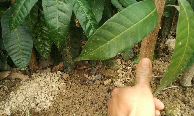 探索荒野，收获无限——芒果树在游戏中的多次收获（探索无尽的芒果树世界）