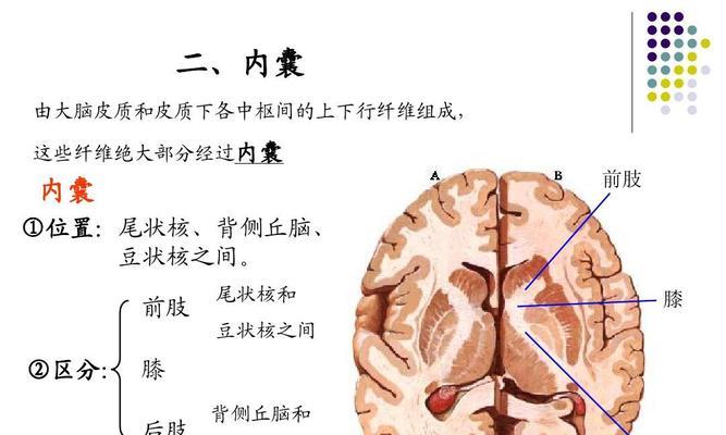 人体工厂中枢神经通关技巧是什么？如何顺利通过中枢神经关卡？